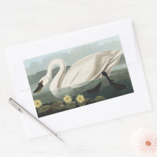 Vintage-Audubon-Kunst Weiße Schwan-Seerose Rechteckiger Aufkleber