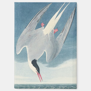 Vintage Audubon Küstenseeschwalbe Küsten-Vogel-Kun Magnet