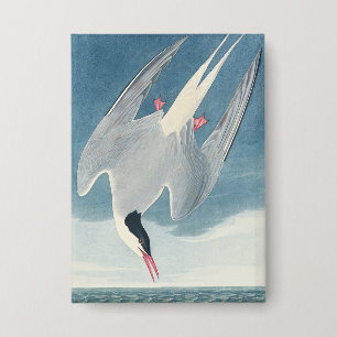 Vintage-Audubon-Küstenvogel-Kunst der Arktischen S Button