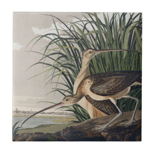 Vintage-Audubon-Langschnabel-Brachvogel-Vogel-Kuns Fliese