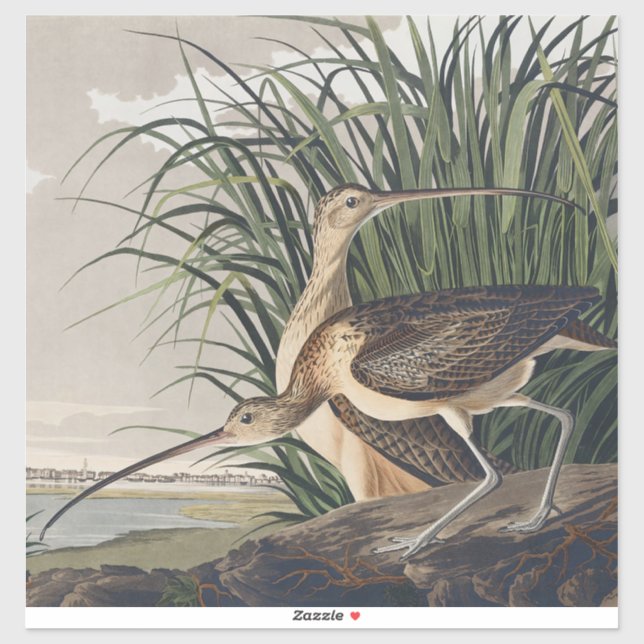 Vintage Audubon Long-billed Curlew Vogelkunst Aufkleber (Blatt)