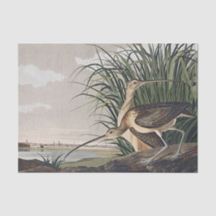 Vintage Audubon Long-billed Curlew Vogelkunst Seidenpapier