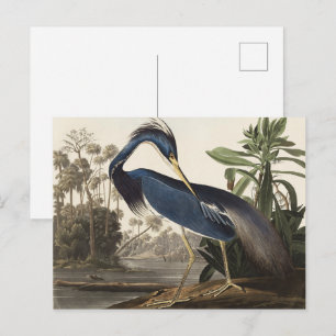Vintage Audubon-Louisiana-Reiher-Vogelkunst Postkarte