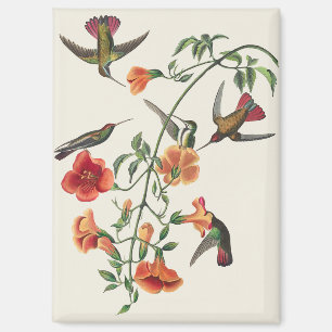 Vintage Audubon Mango Kolibris Blumen Magnet
