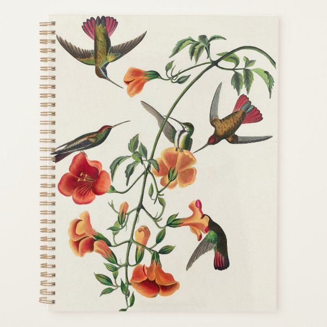 Vintage Audubon Mango Kolibris Blumen Planer (Vorderseite)