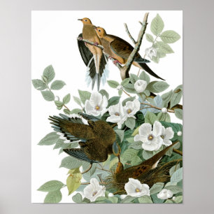 Vintage Audubon Morning Dove Poster drucken