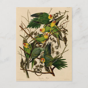 Vintage-Audubon-Papagei Postkarte