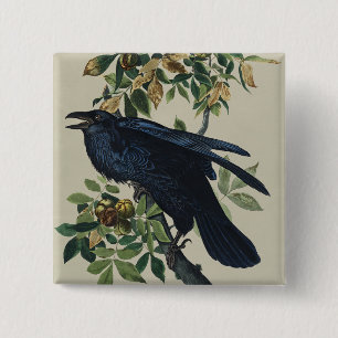 Vintage-Audubon-Raben-Vogel-Naturkunst Button