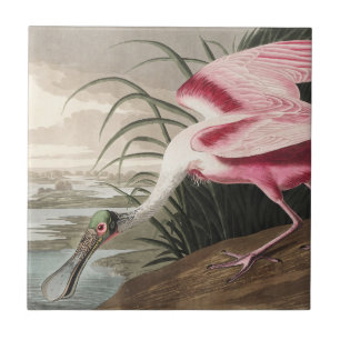 Vintage Audubon-Rosa Löffler-Vogelkunst Fliese