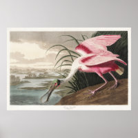 Vintage-Audubon-Rosa-Löffler-Vogelkunst