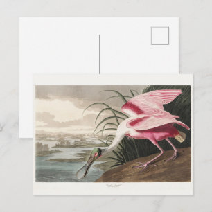 Vintage Audubon-Rosa-Löffler-Vogelkunst Postkarte