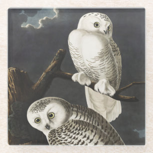 Vintage-Audubon-Schnee-Eule-Nachtvogel-Kunst Glasuntersetzer