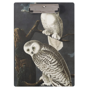 Vintage-Audubon-Schnee-Eule-Nachtvogel-Kunst Klemmbrett
