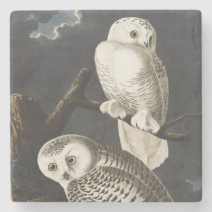 Vintage-Audubon-Schnee-Eule-Nachtvogel-Kunst Steinuntersetzer