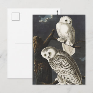 Vintage Audubon Schneeeule Nacht Vogel Kunst Postkarte