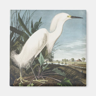 Vintage Audubon Schneereiher Weißer Silberreiher V Magnet