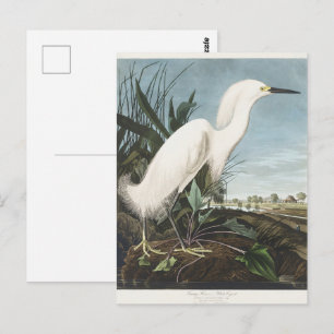 Vintage Audubon Schneereiher Weißer Silberreiher V Postkarte