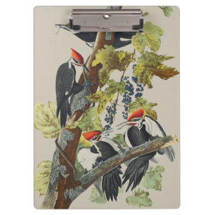 Vintage Audubon-Specht-Vogelkunst Klemmbrett