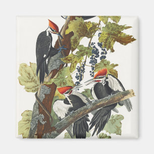 Vintage Audubon-Specht-Vogelkunst Magnet