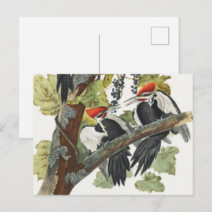 Vintage Audubon-Specht-Vogelkunst Postkarte