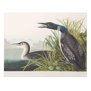 Vintage Audubon Sterntaucher Vogel Natur Kunst Notizblock