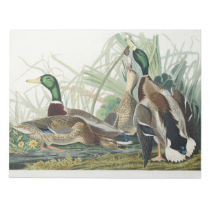 Vintage Audubon Stockente-Wildtierkunst Notizblock
