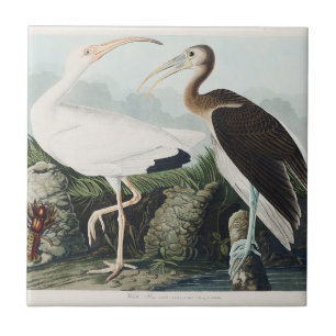 Vintage Audubon Weißer Ibis Vogel Natur Kunst Fliese