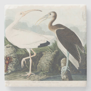 Vintage Audubon Weißer Ibis Vogel Natur Kunst Steinuntersetzer