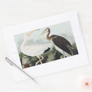 Vintage-Audubon-Weißer-Ibis-Vogel-Naturkunst Rechteckiger Aufkleber