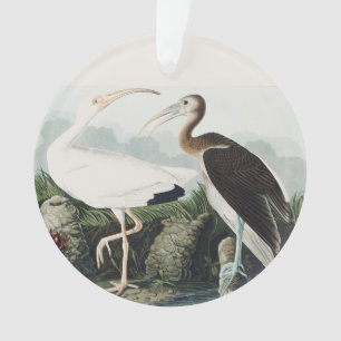 Vintage Audubon Weißer Sichler Vogel Natur Kunst Ornament