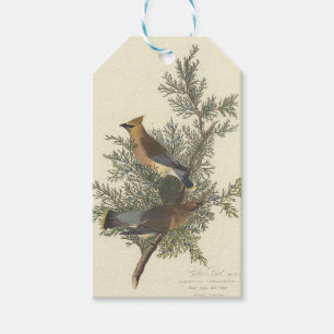 Vintage Audubon-Zedernseidenschwanz-Vogel-Naturkun Geschenkanhänger