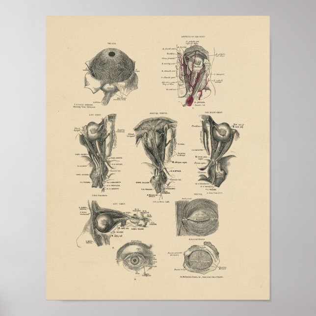 Vintage Augenanatomie 1880 Druck Poster (Vorne)