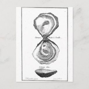 Vintage Austernausdruck Postkarte