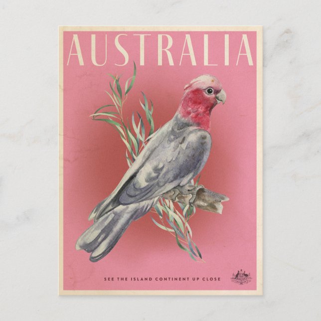 Vintage australische Parrot-Reise Postkarte (Vorderseite)