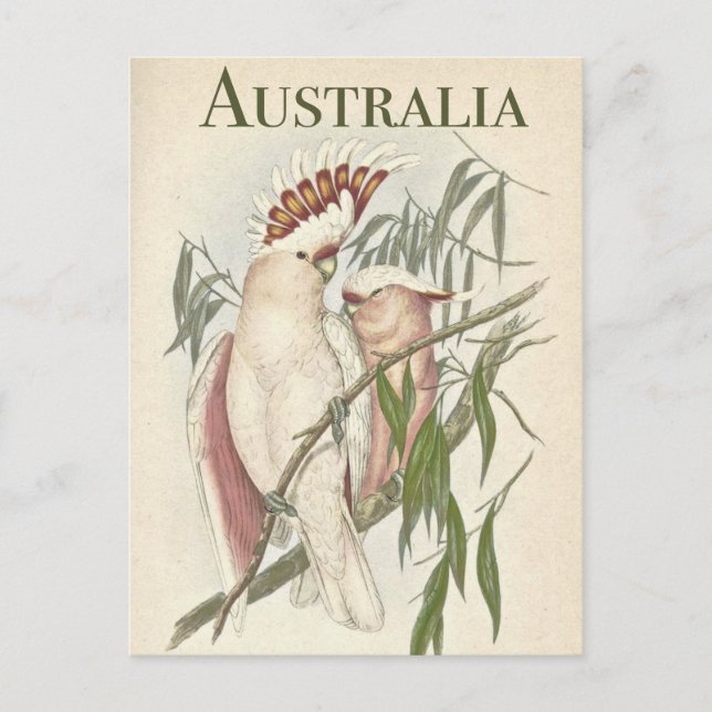 Vintage australische Postkarte (Vorderseite)