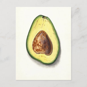 Vintage-Avocado-Botanische-Illustration Postkarte