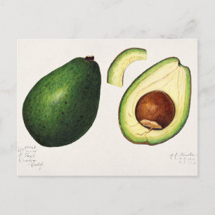 Vintage Avocado-Illustration Postkarte
