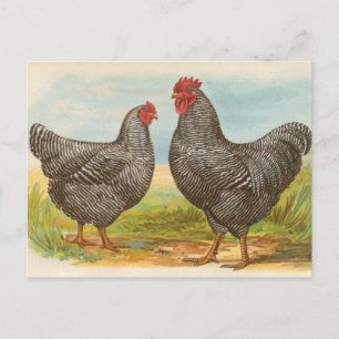 Vintage "Barred Plymouth Rock Hühner" Postkarte
