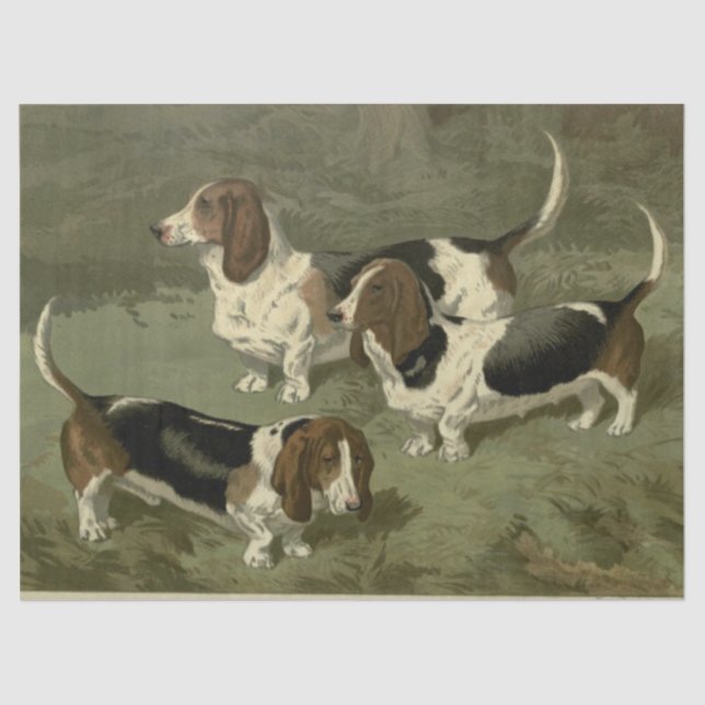 Vintage Basset Hounds Seidenpapier (Vorderseite)