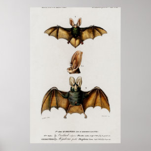 Vintage Bat-Illustration Poster