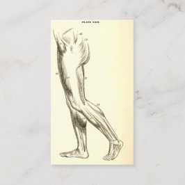 Vintage Bein-Muskeln der Anatomie-| II (CA 1852) Visitenkarte