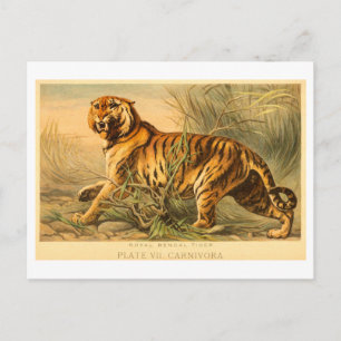Vintage Bengal Tiger Illustration Postkarte