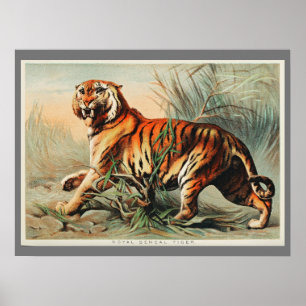 Vintage Bengalische Tiger Illustration Alte Antike Poster
