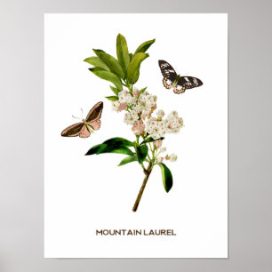 Vintage Berglorbeer Botanical Poster