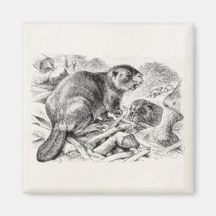 Vintage Biber-Illustration Retro-Biber und Damm Magnet