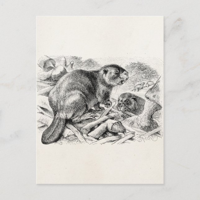 Vintage Biber-Illustration Retro-Biber und Damm Postkarte (Vorderseite)