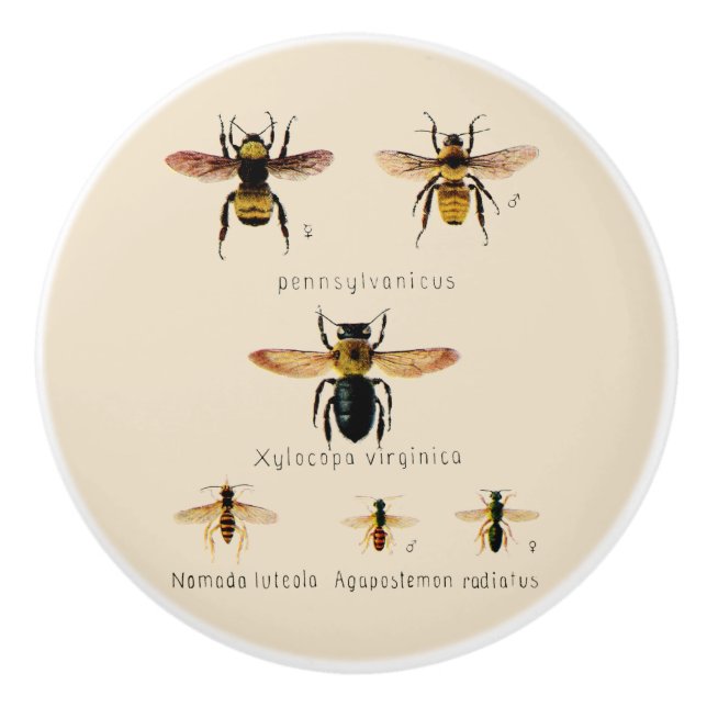 Vintage Bienen 6 Keramikknauf (Vorderseite)