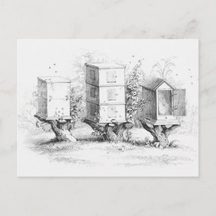 Vintage Bienenboxen Honig Postkarte