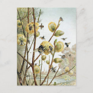 Vintage BienenIllustration Postkarte