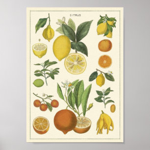 Vintage Bildung Poster